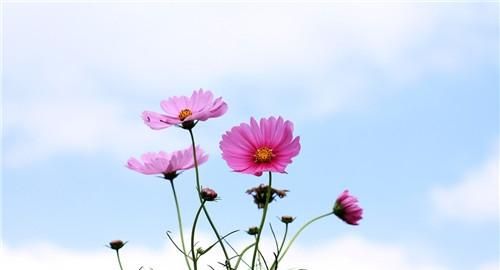 多媒体技术的特点，多媒体艺术较之影视艺术的特点？图4