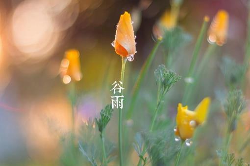描写谷雨的古诗有哪些？