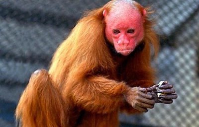 ​白秃猴：世界上最丑的猴子（秃头红脸丑的惊人）