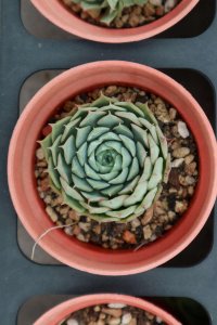 ​多肉叶插视频：学会这种方法，100%成功