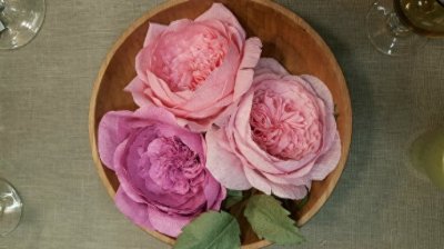 ​超详细奥斯汀玫瑰教程