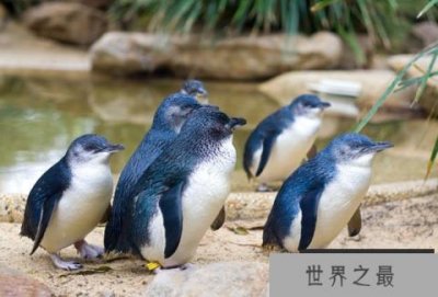 ​小蓝企鹅：世界上最小的企鹅