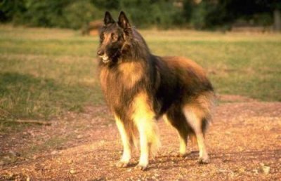 ​世界名犬-比利时牧羊犬