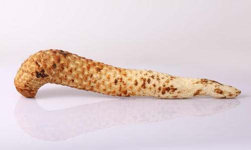 肉松茸和锁阳的区别,肉苁蓉和锁阳长得差不多图3