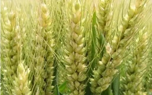 大雪节气的含义是什么意思，大雪节气到了，俗语“大雪纷纷是丰年，大雪不寒明年旱”是什么意思？有道理吗？图5