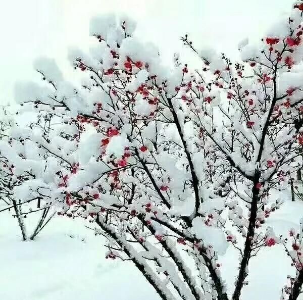 大雪节气的含义是什么意思，大雪节气到了，俗语“大雪纷纷是丰年，大雪不寒明年旱”是什么意思？有道理吗？图4