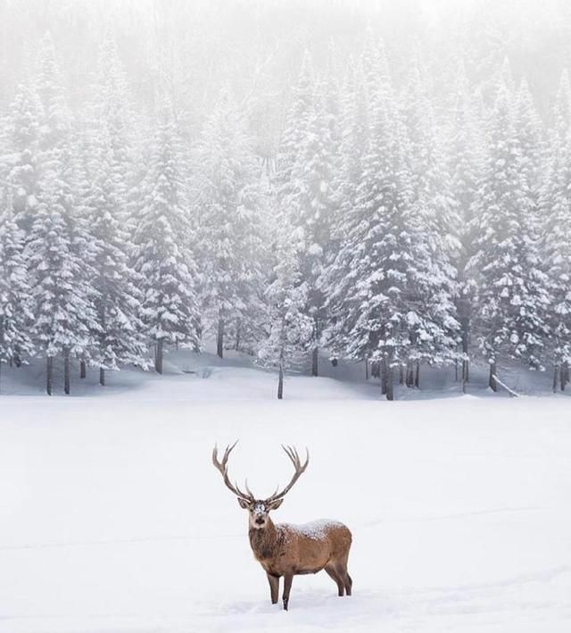 大雪节气的含义是什么意思，大雪节气到了，俗语“大雪纷纷是丰年，大雪不寒明年旱”是什么意思？有道理吗？图6