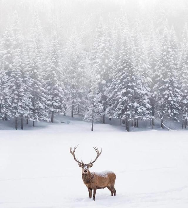 大雪节气的含义是什么意思，大雪节气到了，俗语“大雪纷纷是丰年，大雪不寒明年旱”是什么意思？有道理吗？图3