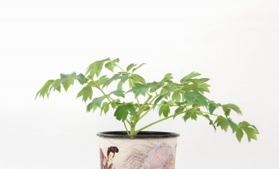 ​牡丹花什么时候移植，需要剪枝吗