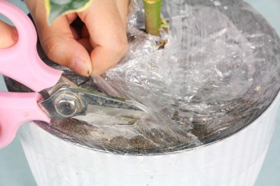 ​盆栽金边瑞香的盆土