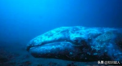 世界上十种最大的鲸鱼