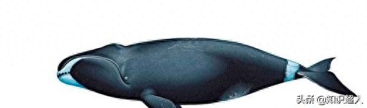 世界上十种最大的鲸鱼