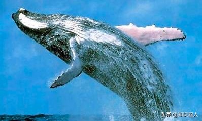 世界上十种最大的鲸鱼