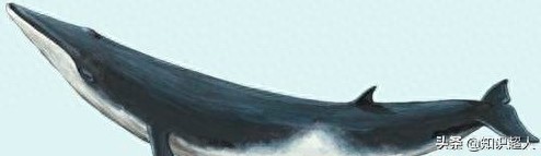 世界上十种最大的鲸鱼
