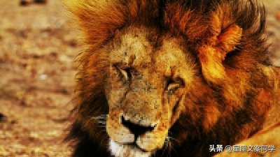 十二星座恋爱配对排行榜：寻找你的真爱