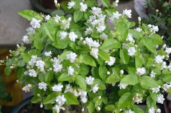 茉莉只长叶子不开花是什么原因(图4)