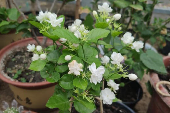 茉莉只长叶子不开花是什么原因(图3)