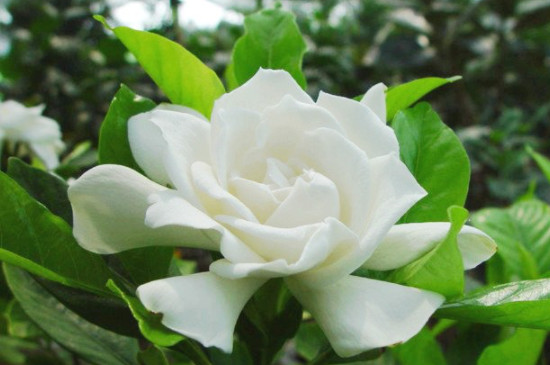 茉莉只长叶子不开花是什么原因(图2)