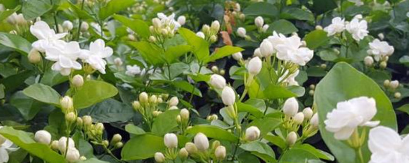 茉莉只长叶子不开花是什么原因(图1)