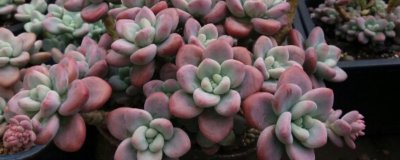 ​洛神多肉的养殖方法和注意事项