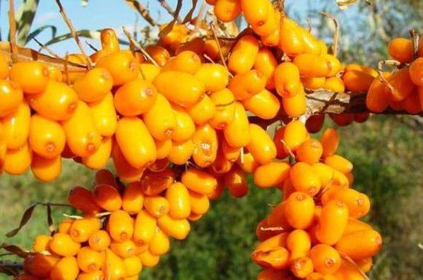 让人越吃越胖的4种水果，堪比吃大肉，减肥的朋友要谨记！