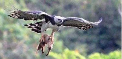 ​世界上最大的雕——食猿雕，活脱脱一个彪形大汉