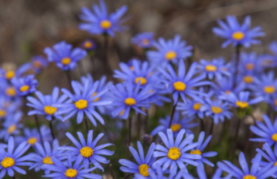 ​蓝色玛格丽特花怎么养 需要什么生长环境