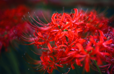 ​彼岸花怎么种植 养殖技巧简介