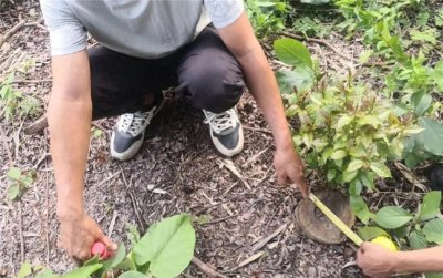 ​猪血木的材质殷红如猪血，高达25米，到9月才开花，为何濒临灭绝