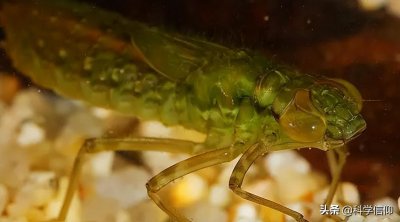 ​蜻蜓的幼虫叫水虿，它有多凶猛？捕猎像异形