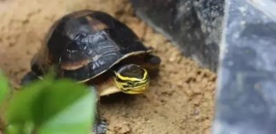 ​七大闭壳龟你都认识嘛？