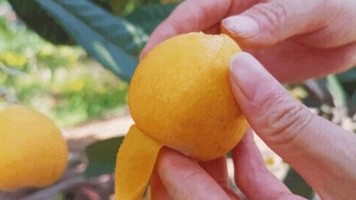 ​重庆枇杷采摘攻略来了，周末可冲！