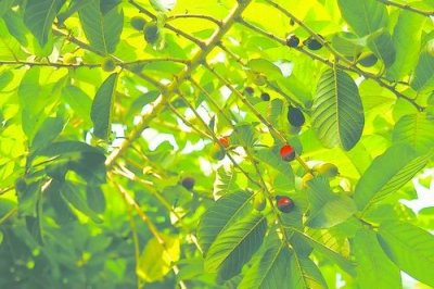 ​世界最毒植物 见血封喉又名箭毒木