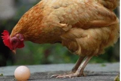 ​世界上最难问题，先有鸡还是先有蛋，科学家给出了答案，长见识了