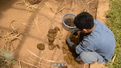​富人的美食，世界上最昂贵的咖啡之一，象屎咖啡，原来是这...
