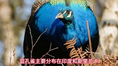 ​世界上最美丽的孔雀——绿孔雀