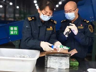 ​海关查获6只巨人恐蚁！是世界上体型最大的蚂蚁之一