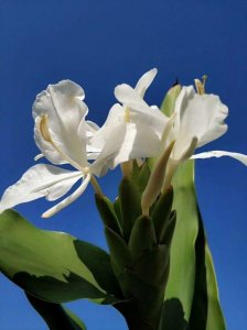 ​生姜开花，极为罕见，原来这么美，第一次见到。