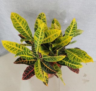 ​这种植物的叶子五颜六色，比花还好看，变色木了解一下！