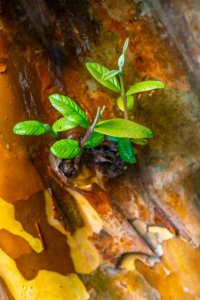 ​什么是信托基金？