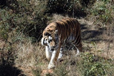 ​2008年，农民周正龙拍“假老虎”入狱，出狱后靠养蜂年收入超10万