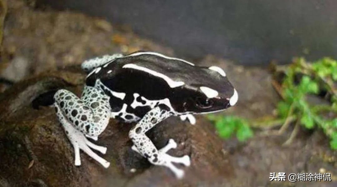 世界最毒的青蛙(续）黄金箭毒蛙，毒素能让10个成年人死亡