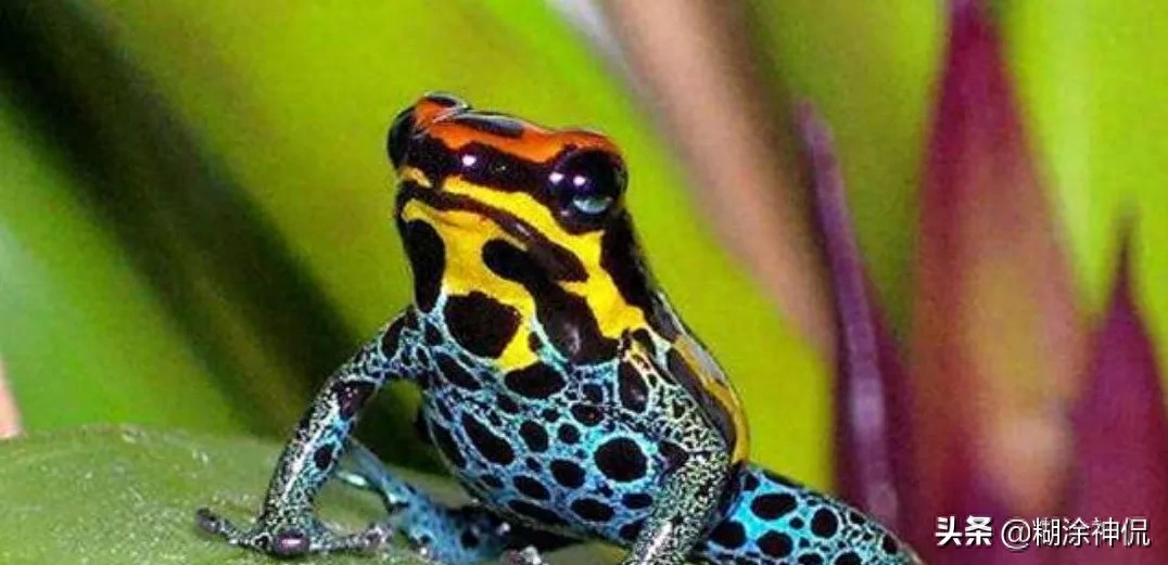 世界最毒的青蛙(续）黄金箭毒蛙，毒素能让10个成年人死亡