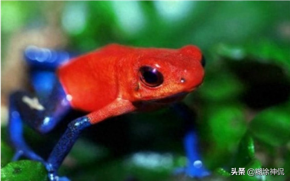 世界最毒的青蛙(续）黄金箭毒蛙，毒素能让10个成年人死亡
