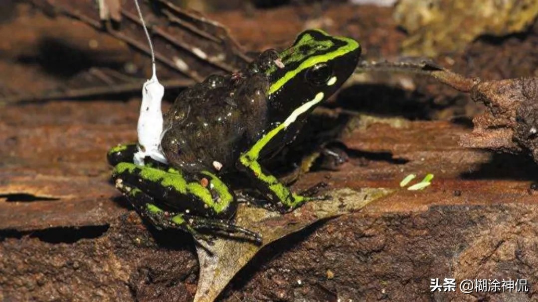 世界最毒的青蛙(续）黄金箭毒蛙，毒素能让10个成年人死亡