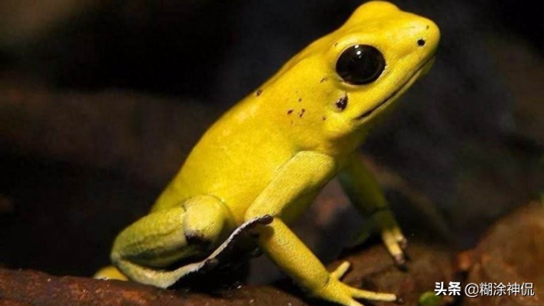 世界最毒的青蛙(续）黄金箭毒蛙，毒素能让10个成年人死亡