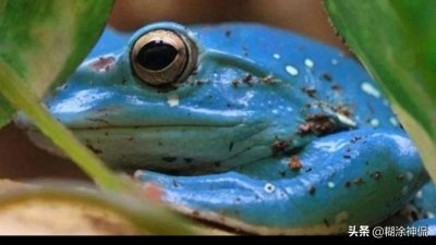 ​世界最毒的青蛙(续）黄金箭毒蛙，毒素能让10个成年人死亡