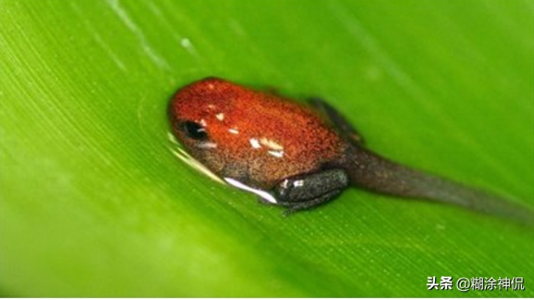 世界最毒的青蛙(续）黄金箭毒蛙，毒素能让10个成年人死亡