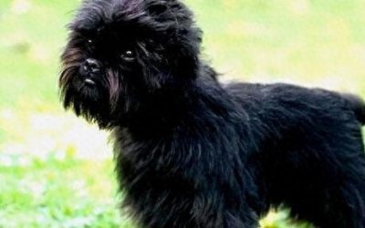 ​世界十大体型最小的宠物狗品种排行