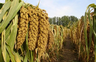 ​高产之冠 岁月经典——我国谷子高产记录保持者“张杂谷5号”